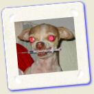 animaux-003.jpg