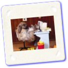 animaux-013.jpg