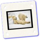 animaux-019.jpg