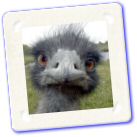 animaux-047.jpg