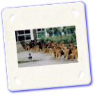 animaux-060.jpg
