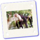 animaux-085.jpg
