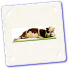 animaux-humour-Sex-vache.jpg