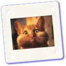 chat-humour.jpg